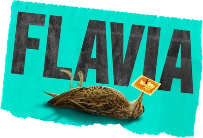 Flavia